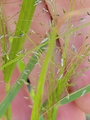 Eragrostis intermedia