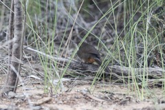 Atrichornis clamosus