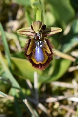 Ophrys speculum