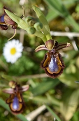 Ophrys speculum