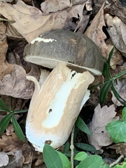 Boletus aereus