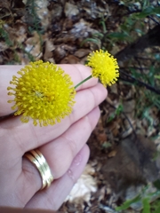 Chrysocoma coma-aurea