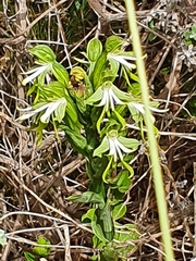 Bonatea speciosa