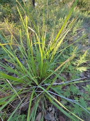 Eragrostis intermedia