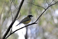 Pachycephala fuliginosa