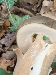 Boletus aereus