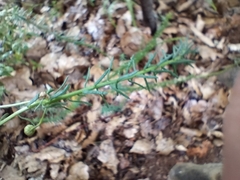 Chrysocoma coma-aurea