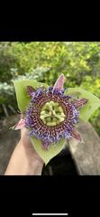Passiflora