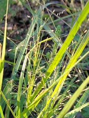 Eragrostis intermedia