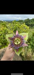 Passiflora