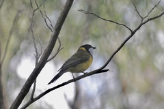 Pachycephala fuliginosa