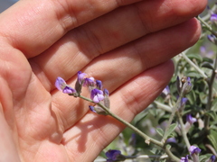 Psoralea hirta