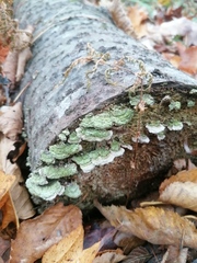 Cerrena unicolor