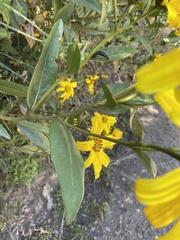 Flourensia thurifera