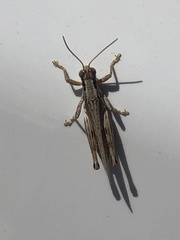 Melanoplus punctulatus