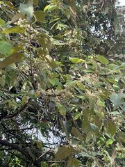 Mallotus paniculatus