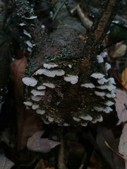 Trichaptum abietinum