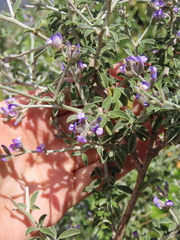 Psoralea hirta
