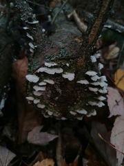 Trichaptum abietinum