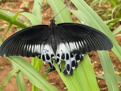Papilio polymnestor