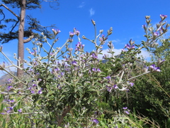 Psoralea hirta
