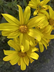 Flourensia thurifera