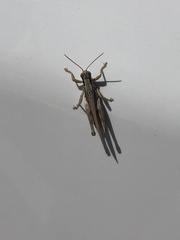 Melanoplus punctulatus