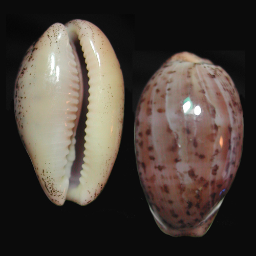 Atlantic Grey Cowry