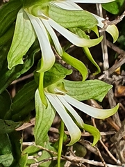Bonatea speciosa