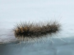 Arctiinae