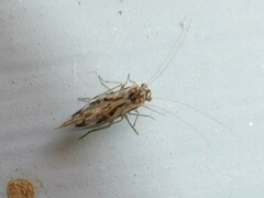 Psocidae