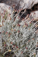 Syncarpha gnaphaloides