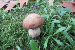 Boletus edulis