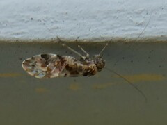 Psocidae