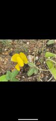 Arachis pintoi