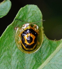 Ischnocodia annulus