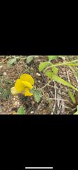Arachis pintoi