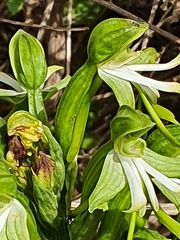 Bonatea speciosa