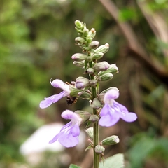 Salvia rypara