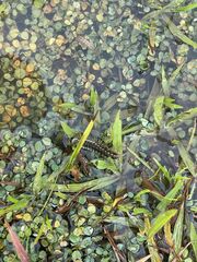 Sagittaria platyphylla