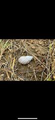 Lissachatina fulica