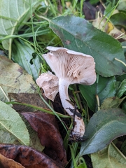 Clitocybe rivulosa