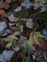 Vaccinium myrtilloides