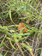 Amanita fulva
