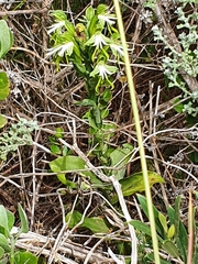 Bonatea speciosa
