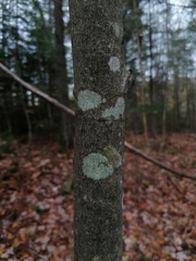 Lecanora thysanophora