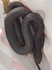 Drymarchon melanurus