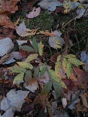 Vaccinium myrtilloides