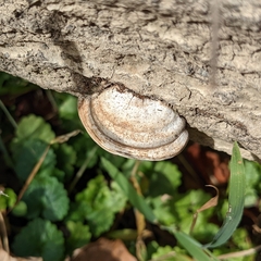 Trametes cubensis