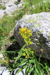 Solidago